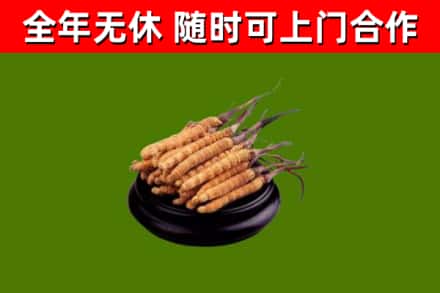 十堰回收冬虫夏草
